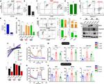 CD80 (B7-1) Antibody in Flow Cytometry (Flow)