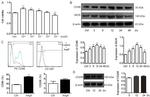 CD86 (B7-2) Antibody in Flow Cytometry (Flow)