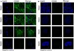 CD90.1 (Thy-1.1) Antibody in Immunocytochemistry (ICC/IF)