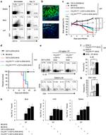 IL-12/IL-23 p40 Antibody in Flow Cytometry (Flow)