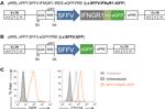 CD119 (IFN gamma Receptor 1) Antibody in Flow Cytometry (Flow)