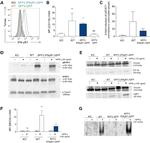 IFI35 Antibody in Western Blot (WB)