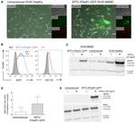 CD119 (IFN gamma Receptor 1) Antibody in Flow Cytometry (Flow)