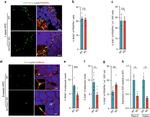 CD140a (PDGFRA) Antibody in Flow Cytometry (Flow)