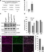 CD144 (VE-cadherin) Antibody in Immunohistochemistry (IHC)