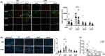 APOE Antibody in Immunohistochemistry, Immunohistochemistry (Frozen) (IHC, IHC (F))