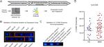 CD171 Antibody in Western Blot (WB)