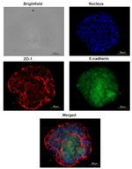 CD324 (E-Cadherin) Antibody in Immunocytochemistry (ICC/IF)