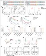 CD19 Antibody in Flow Cytometry (Flow)