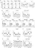 T-bet Antibody in Flow Cytometry (Flow)