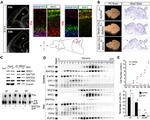 EOMES Antibody in Immunohistochemistry (IHC)