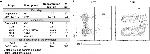 CD4 Antibody in Flow Cytometry (Flow)