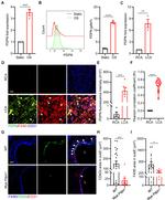 Podoplanin Antibody in Flow Cytometry (Flow)