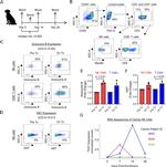 Granzyme B Antibody in Flow Cytometry (Flow)