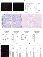 Endomucin Antibody in Immunocytochemistry (ICC/IF)