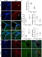 Ki-67 Antibody in Immunocytochemistry (ICC/IF)