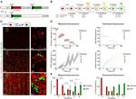 mCherry Antibody in Immunocytochemistry (ICC/IF)