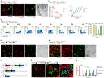 mCherry Antibody in Immunocytochemistry (ICC/IF)