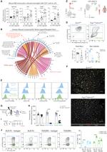 VSIG4 Antibody in Flow Cytometry (Flow)