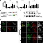 Nanog Antibody in Immunocytochemistry (ICC/IF)