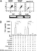 CD14 Antibody in Flow Cytometry (Flow)