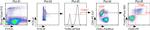 FOXP3 Antibody in Flow Cytometry (Flow)