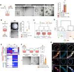 CD326 (EpCAM) Antibody in Flow Cytometry (Flow)