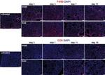 F4/80 Antibody in Immunohistochemistry (IHC)