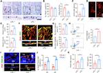 Endomucin Antibody in Flow Cytometry (Flow)