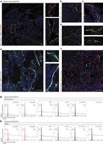 Ly-6A/E (Sca-1) Antibody in Flow Cytometry (Flow)