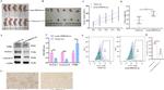 NK1.1 Antibody in Flow Cytometry (Flow)