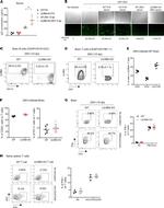 NK1.1 Antibody in Flow Cytometry (Flow)