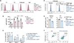 CD268 (BAFF Receptor) Antibody in Flow Cytometry (Flow)