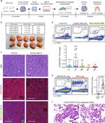 MHC Class I (H-2Kd) Antibody in Flow Cytometry (Flow)