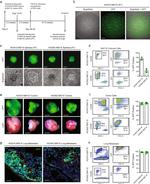 MHC Class I (H-2Kd) Antibody in Flow Cytometry (Flow)