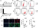 CD274 (PD-L1, B7-H1) Antibody in Flow Cytometry (Flow)