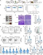 CD279 (PD-1) Antibody in Flow Cytometry (Flow)