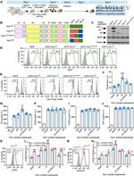 CD278 (ICOS) Antibody in Flow Cytometry (Flow)