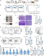 CD279 (PD-1) Antibody in Flow Cytometry (Flow)