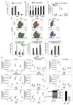 F4/80 Antibody in Flow Cytometry (Flow)