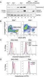 Cytochrome C Antibody in Flow Cytometry (Flow)