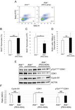 CDK1 Antibody in Western Blot (WB)