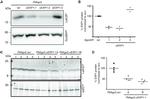 GFP Antibody in Western Blot (WB)