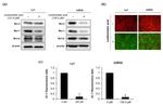 Bcl-X Antibody in Western Blot (WB)