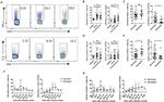 IFN gamma Antibody in Flow Cytometry (Flow)