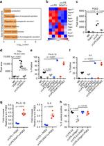 IL-1 beta (Pro-form) Antibody in Flow Cytometry (Flow)