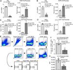 IL-1 beta (Pro-form) Antibody in Flow Cytometry (Flow)