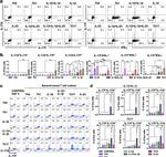 IL-17F Antibody in Flow Cytometry (Flow)