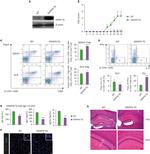 IL-17A Antibody in Immunohistochemistry, Flow Cytometry (IHC, Flow)