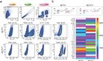 TNF alpha Antibody in Flow Cytometry (Flow)